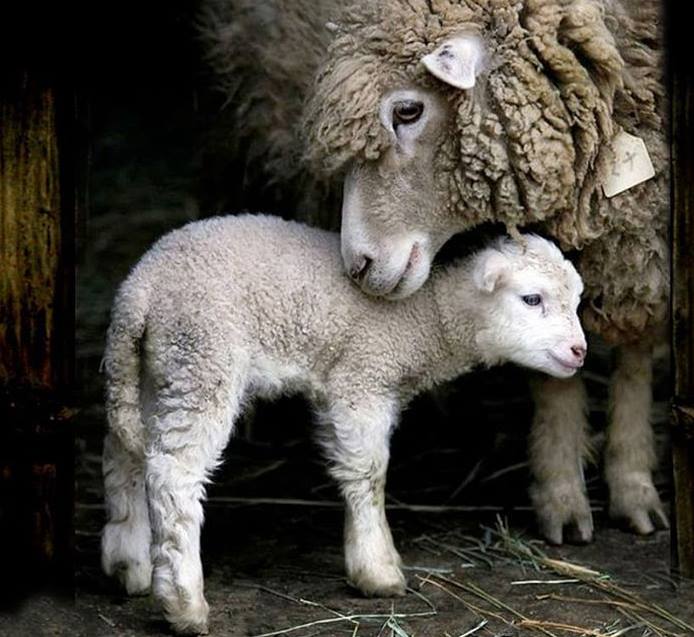 lamb